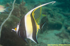 Moorish idol